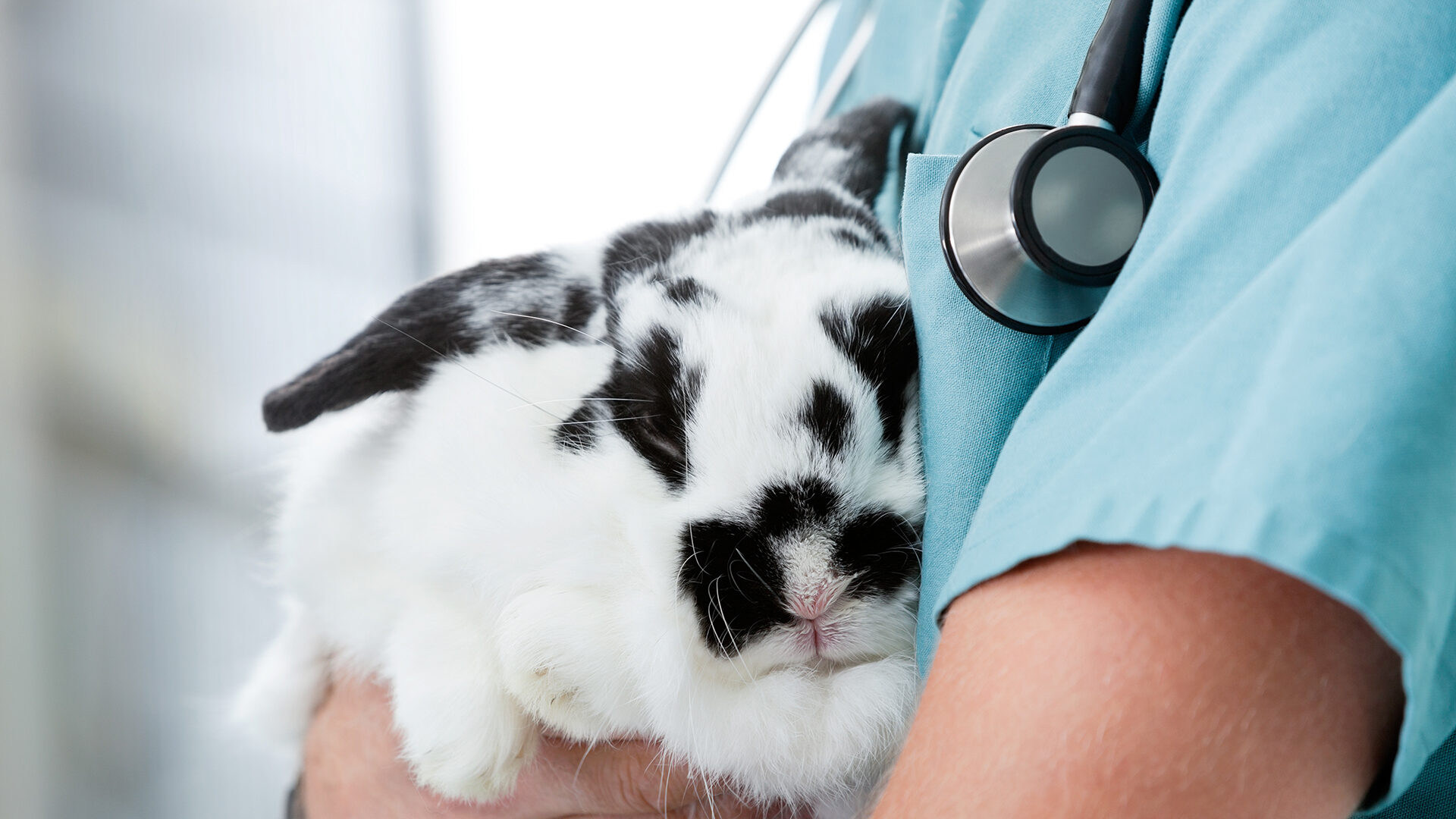 Mid section of young male veterinarian doctor carrying a rabbit at medical clinic