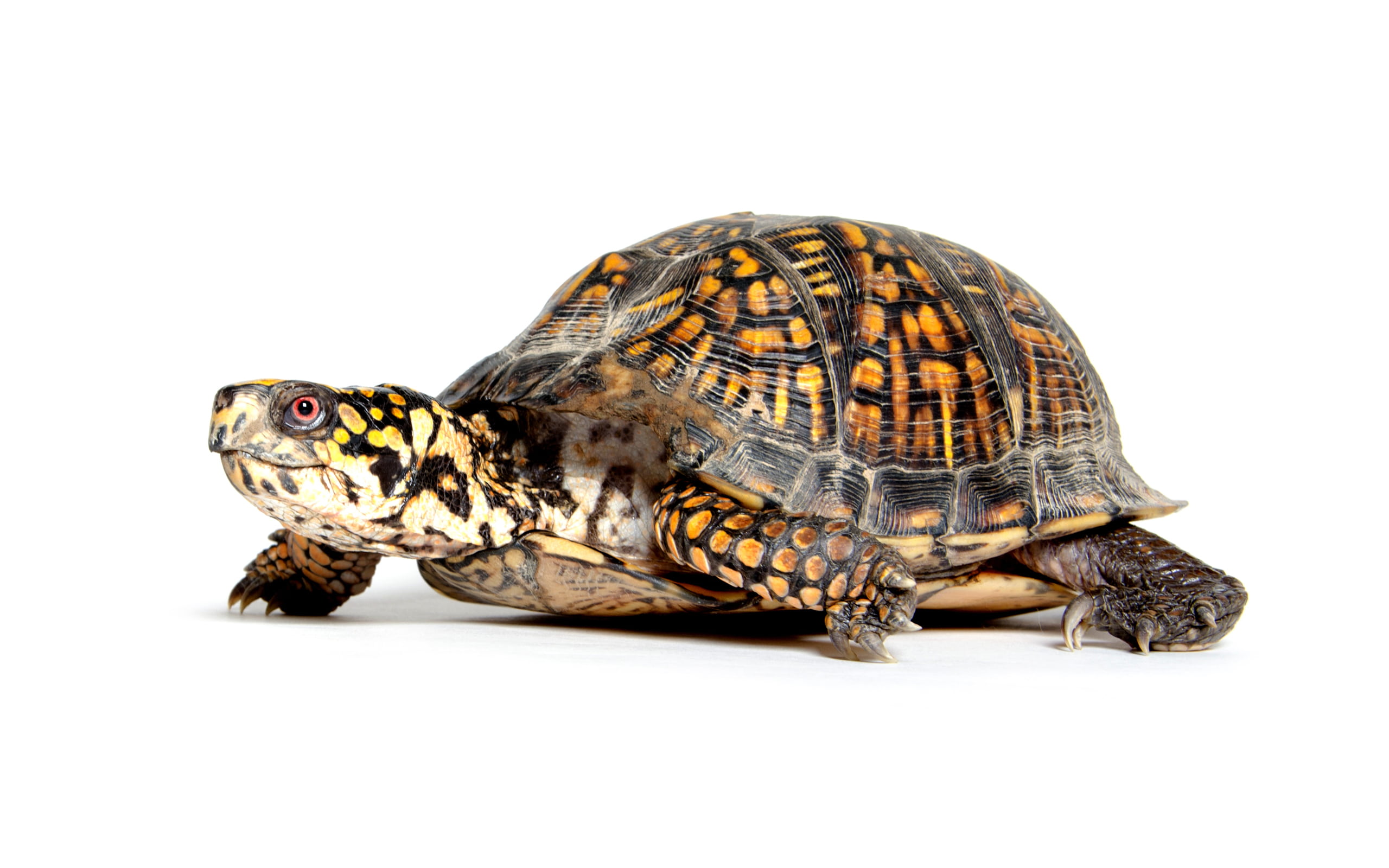 Box turtle walking on white background